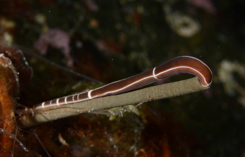 Tubulanus annulatus (a) feeding on fan worm - Worms (from various groups)