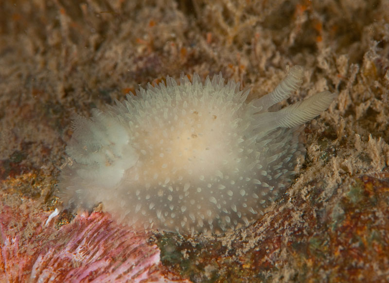 Acanthodoris pilosa - Sea Slugs & Sea Hares (Nudibranchs etc)
