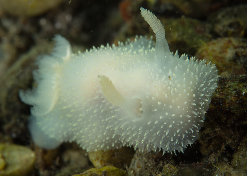 Acanthodoris pilosa - Sea Slugs & Sea Hares (Nudibranchs etc)