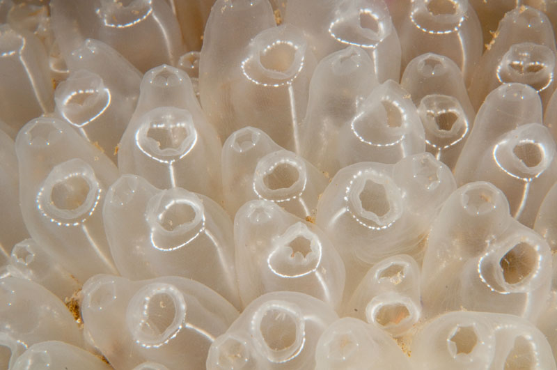 Diazona violacea - Sea Squirts (Tunicata)