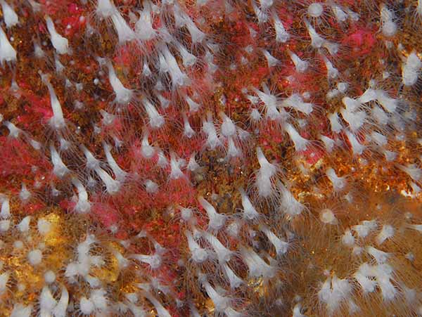 Aurelia aurita (scyphistoma) - Jellyfish and 'jelly-like' animals