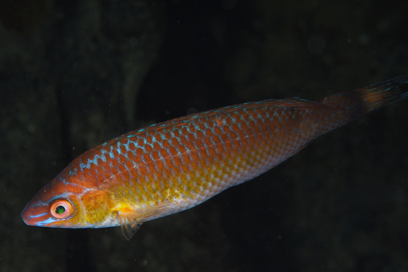 Centrolabrus exoletus - Fishes – bony and cartilagous (Pisces)
