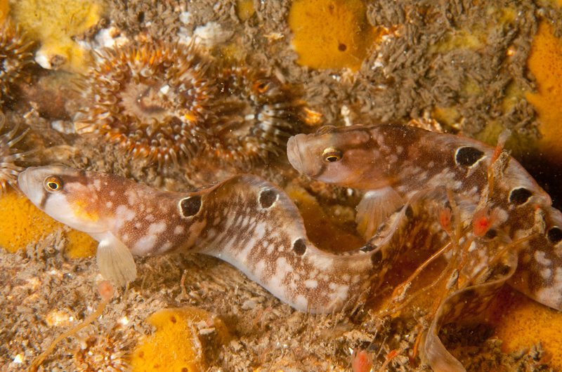 Pholis gunnellus - Fishes – bony and cartilagous (Pisces)
