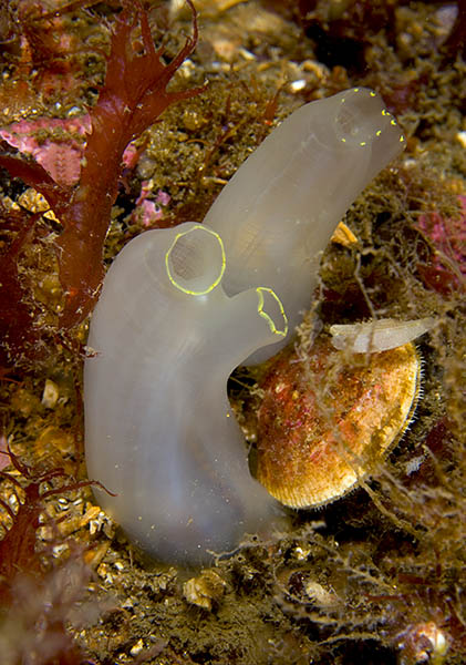 Ciona intestinalis - Sea Squirts (Tunicata)