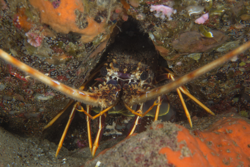 Palinurus elephas - Crabs, Lobsters, Shrimps & Prawns etc (Crustacea)