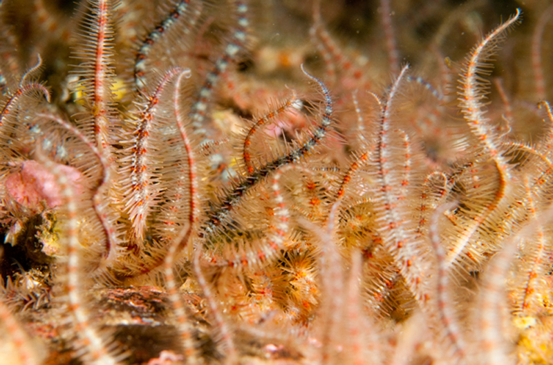 Ophiothrix fragilis - Starfish (Echinodermata)