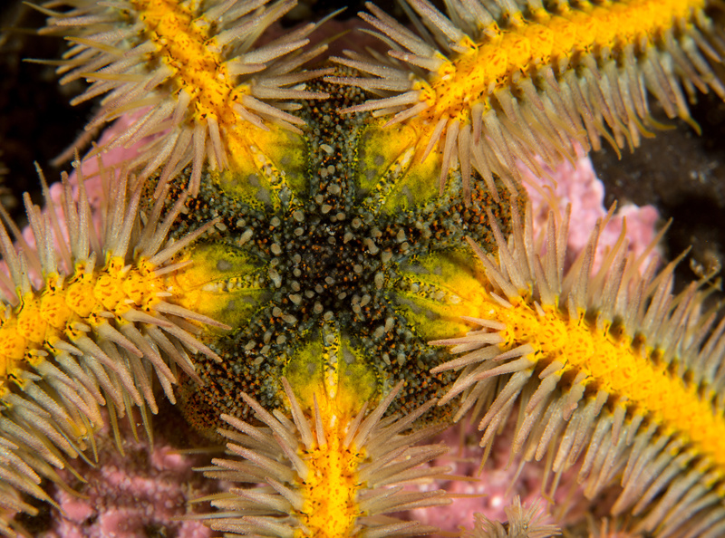 Ophiothrix fragilis - Starfish (Echinodermata)