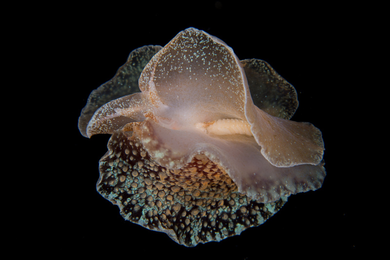 Pleurobranchus membranaceus - Sea Slugs & Sea Hares (Nudibranchs etc)