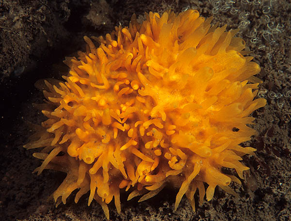 Polymastia boletiformis - Sponges (Porifera)