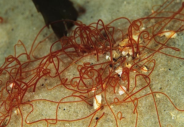 Cirratulus cirratus - Worms (from various groups)