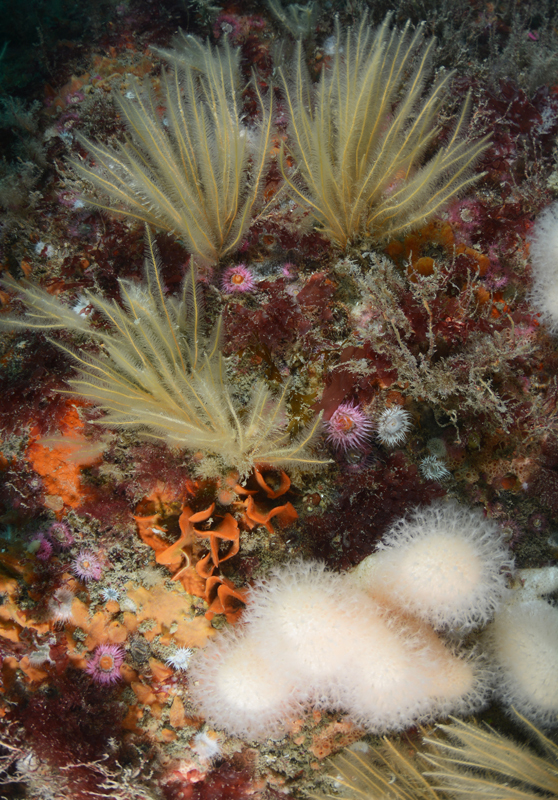 The Manacles Reef - Habitat Scenes