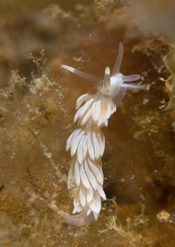 Favorinus branchialis - Sea Slugs & Sea Hares (Nudibranchs etc)