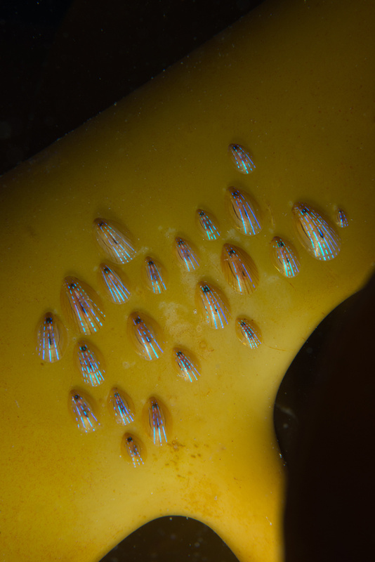 Patella pellucida - Sea Snails, Bivalves & Lamp Shells (Mollusca etc)