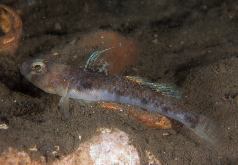 Buenia jeffreysi - Fishes – bony and cartilagous (Pisces)