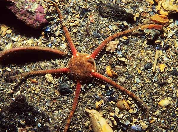 Ophiura albida - Starfish (Echinodermata)