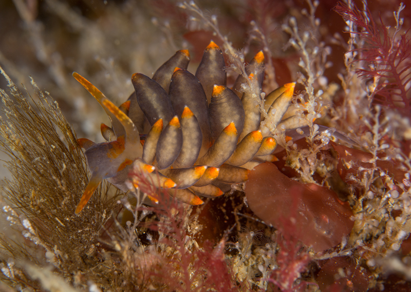 Amphorina andra - Sea Slugs & Sea Hares (Nudibranchs etc)