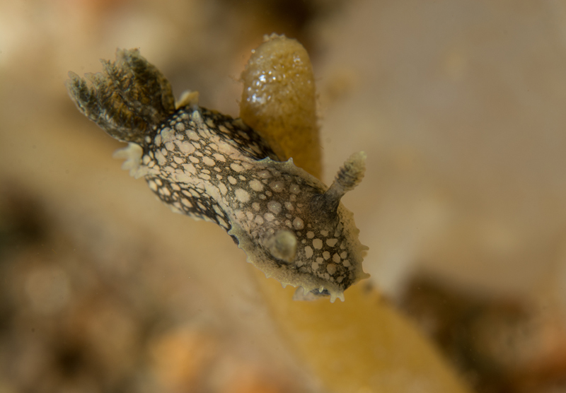 Palio nothus - Sea Slugs & Sea Hares (Nudibranchs etc)