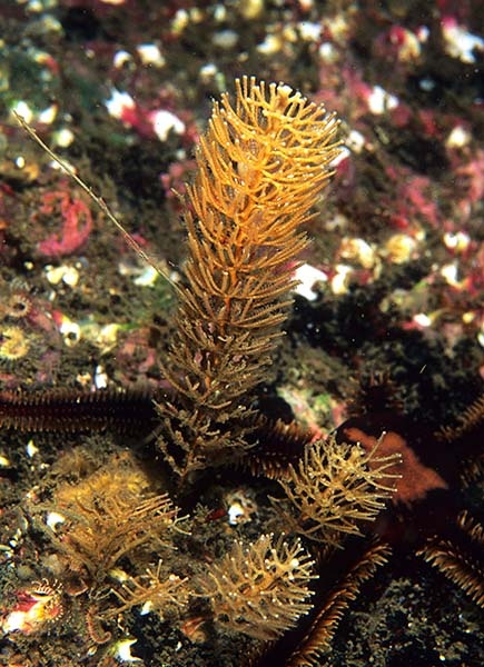 Thuiaria thuja - Sea Firs (Hydrozoa)