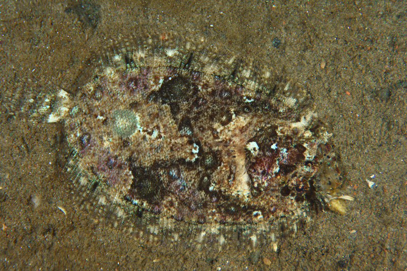 Zeugopterus regius - Fishes – bony and cartilagous (Pisces)