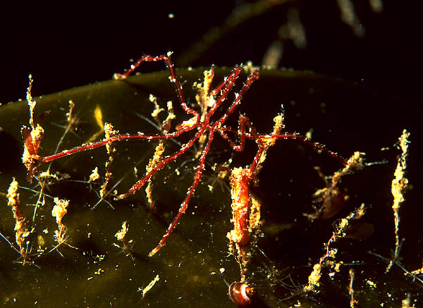 Nymphon gracile - Sea Spiders