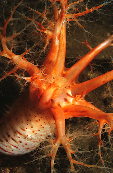Psolus phantapus - Sea Cucumbers (Echinodermata)