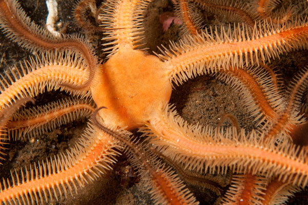 Ophiocomina nigra - Starfish (Echinodermata)