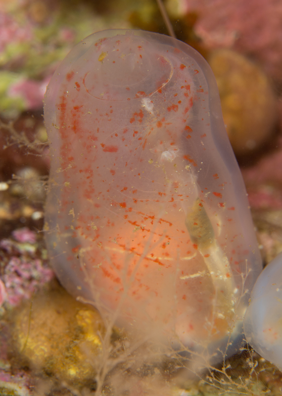 Corella parallelogramma - Sea Squirts (Tunicata)