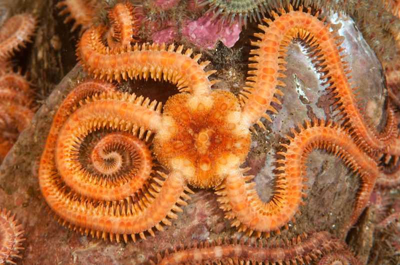 Ophiopholis aculeata - Starfish (Echinodermata)