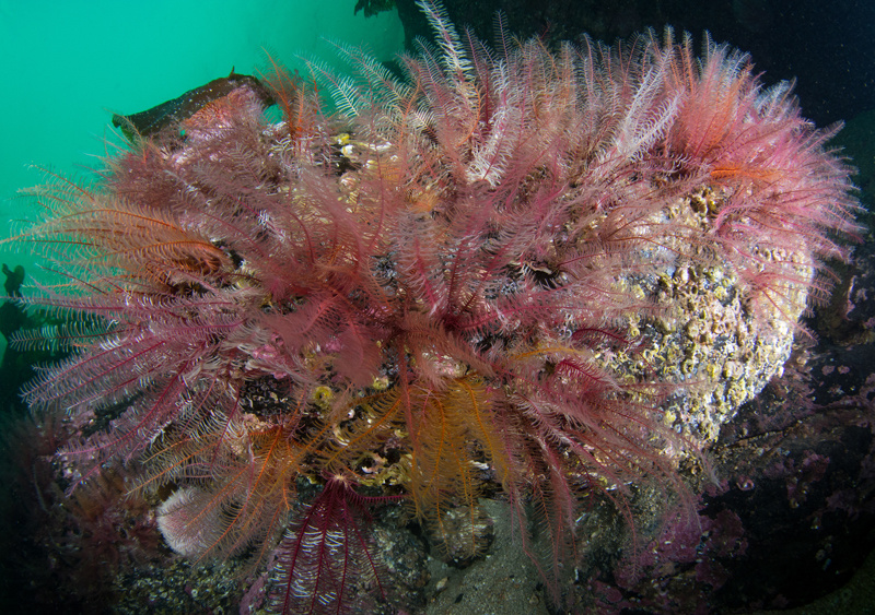 Scottish sea loch - Habitat Scenes
