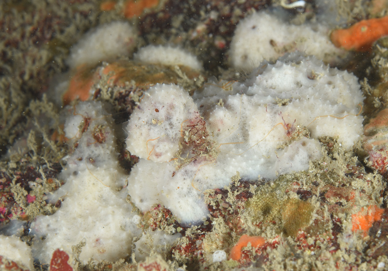 Dysidea fragilis TBC - Sponges (Porifera)