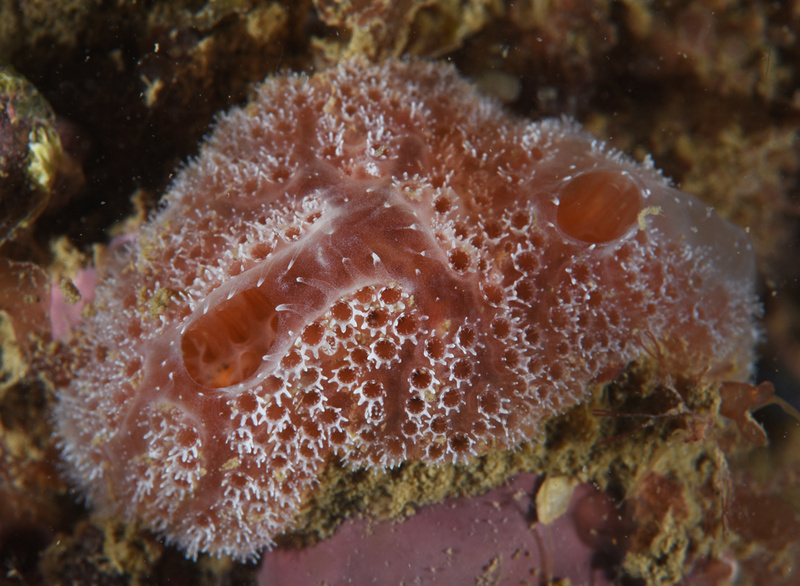 Sidnyum elegans - Sea Squirts (Tunicata)
