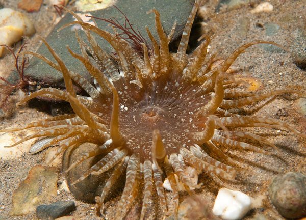 Anthopleura ballii - Anemones (Anthozoa)