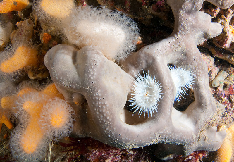 Sponge corals and anemons on wall reef - Habitat Scenes
