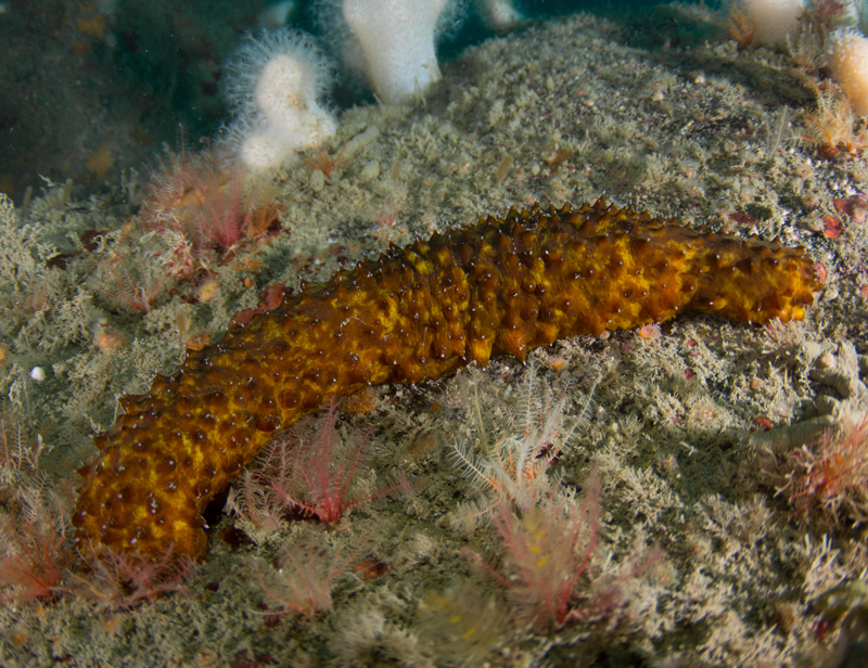Holothuria forskali - Sea Cucumbers (Echinodermata)