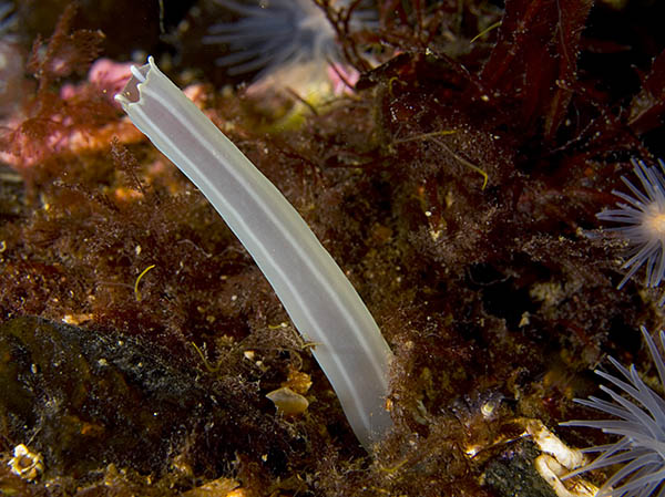 Arcopagia crassa (siphon) - Sea Snails, Bivalves & Lamp Shells (Mollusca etc)