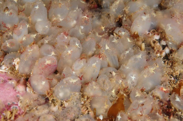 Pycnoclavella stolonialis - Sea Squirts (Tunicata)