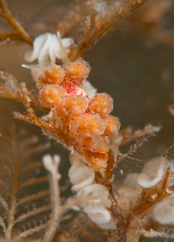 Doto hydrallmaniae - Sea Slugs & Sea Hares (Nudibranchs etc)