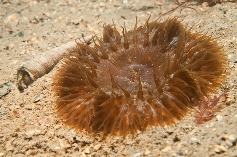 Cereus pedunculatus - Anemones (Anthozoa)