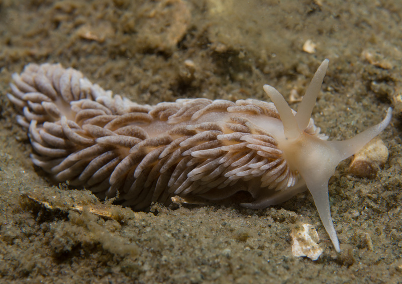 Aeolidiella glauca - Sea Slugs & Sea Hares (Nudibranchs etc)