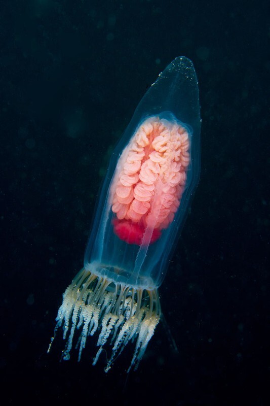 Neoturris pileata - Jellyfish and 'jelly-like' animals