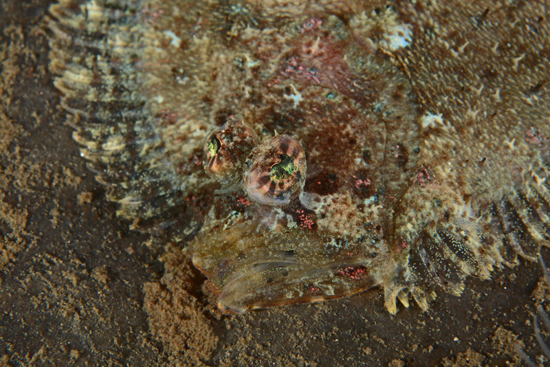 Zeugopterus regius - Fishes – bony and cartilagous (Pisces)