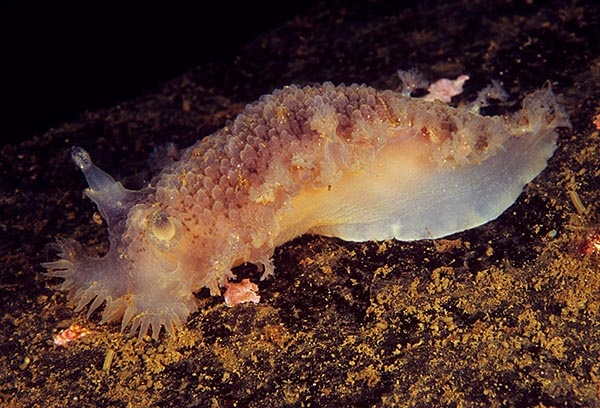 Tritonia hombergii - Sea Slugs & Sea Hares (Nudibranchs etc)
