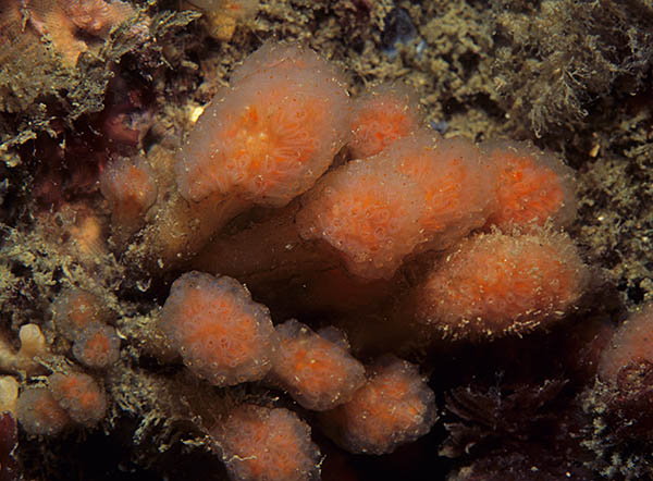 Aplidium punctum