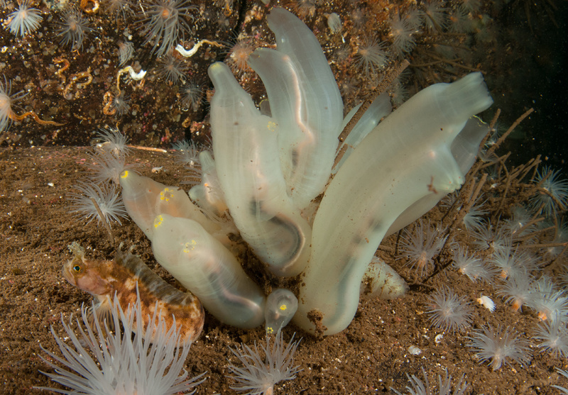 Scottish sea loch - Habitat Scenes