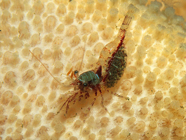 Eualus pusiolus - Crabs, Lobsters, Shrimps & Prawns etc (Crustacea)