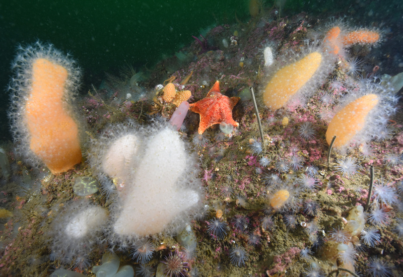 Scottish sea loch - Habitat Scenes