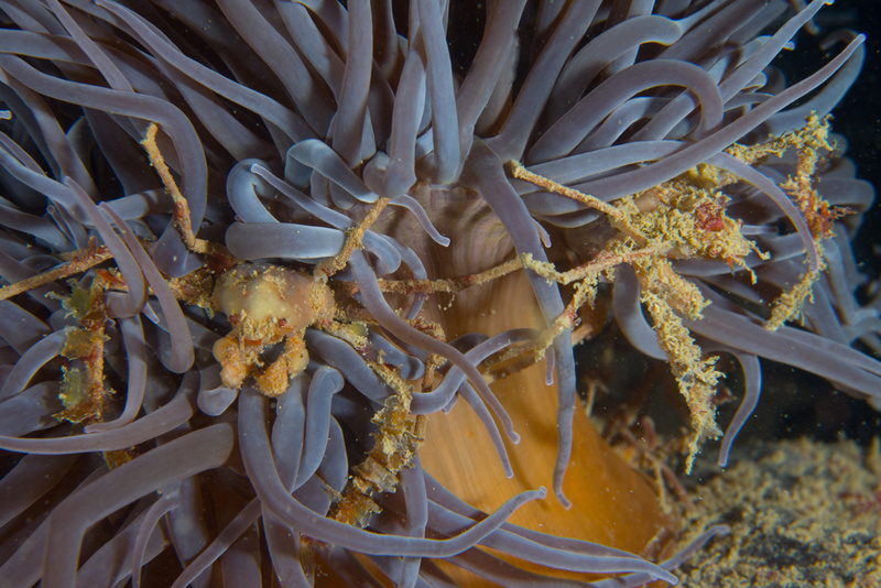Inachus phalangium - Crabs, Lobsters, Shrimps & Prawns etc (Crustacea)