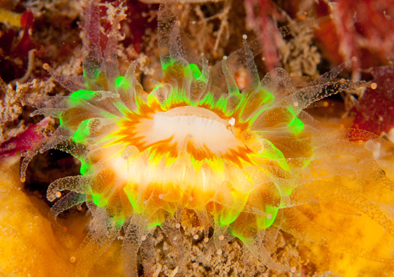 Caryophyllia smithii - Corals (Anthozoa)