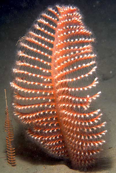 Pennatula phosphorea - Corals (Anthozoa)