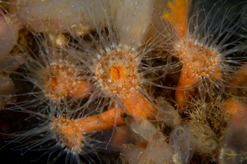 Sagartia lacerata - Anemones (Anthozoa)